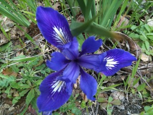 Wildflowers are popping up on Angel Island