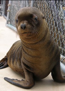 Marine Mammal Center's Adopt a Seal Astro_2 Marine Mammal Center's Adopt a Seal